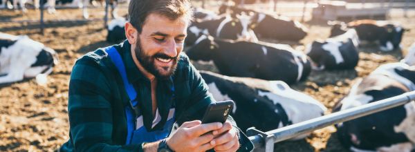 cattle farmer looking at phone, cattle in the background